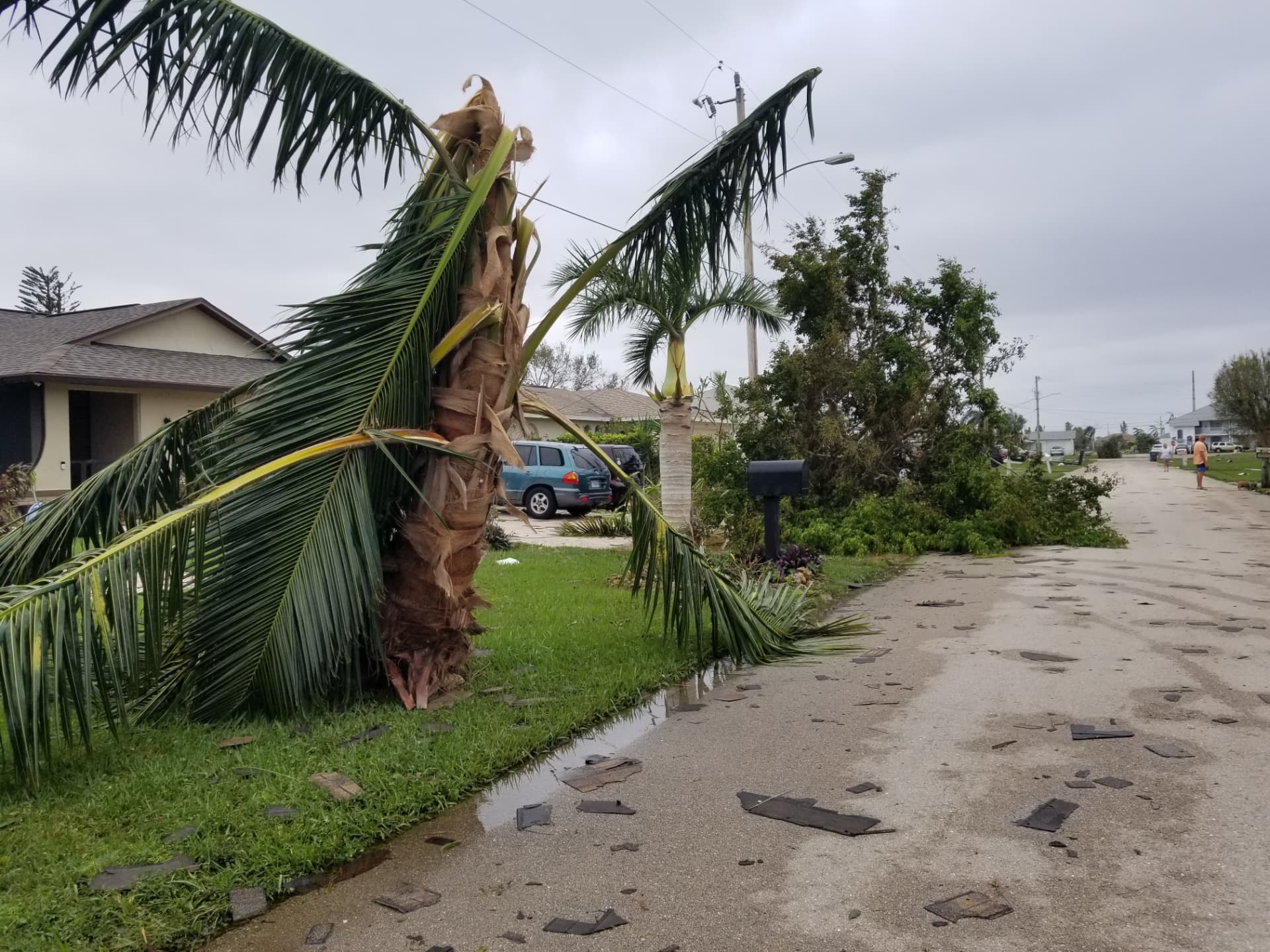 Snapped palm tree leaning over a Cape Coral street with roof shingles scattered after the hurricane