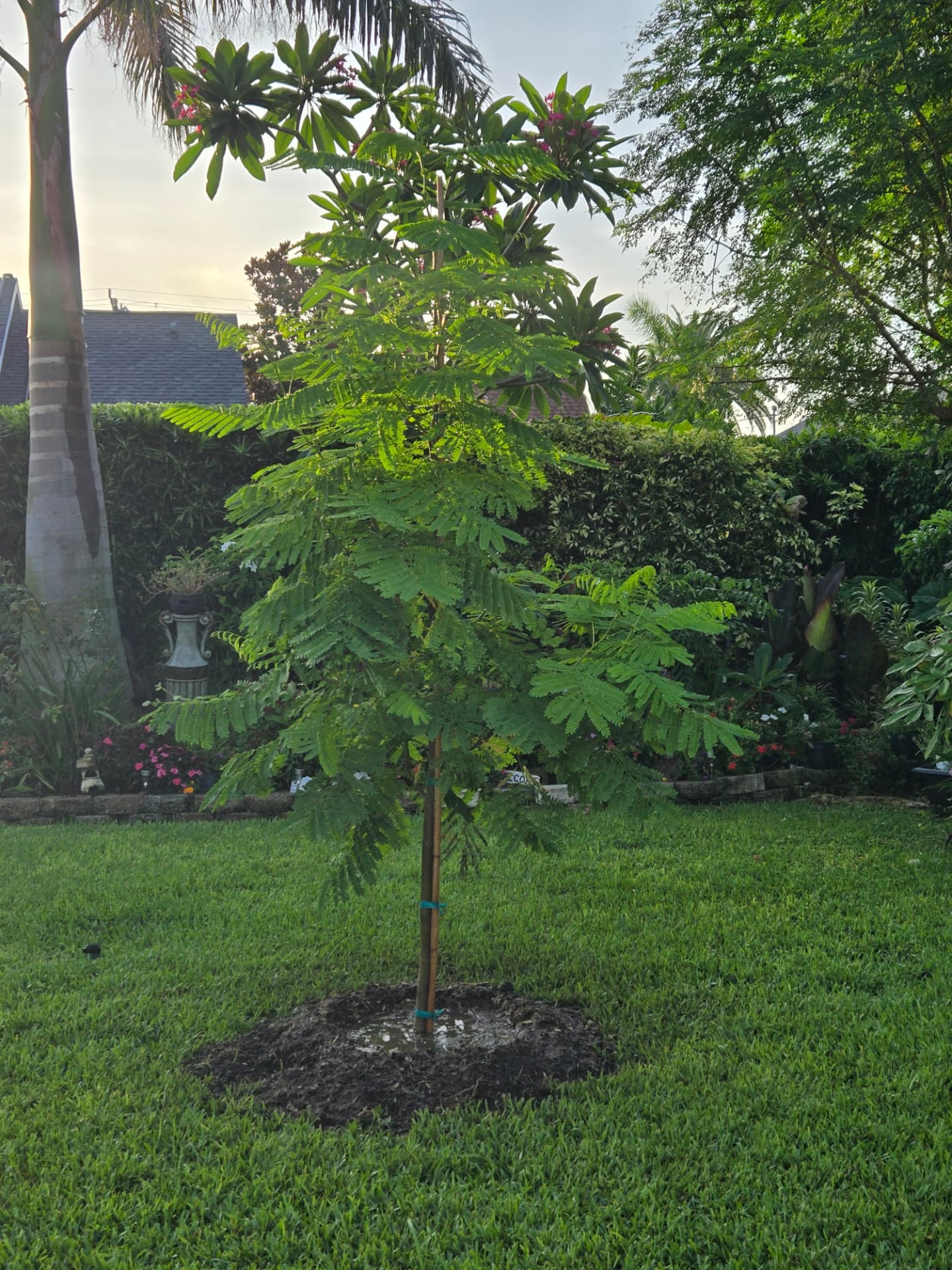 Newly planted royal poinciana tree mulched in a green Florida backyard