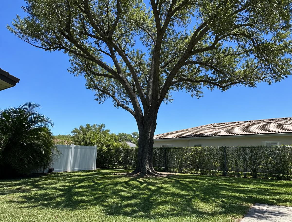 Large Florida Oak Over the Neighbor's Roof — Cape Coral — after photo