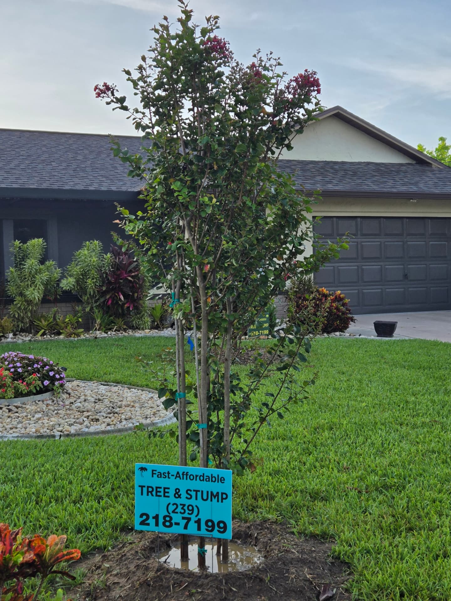 Newly planted crepe myrtle in bloom with our Fast-Affordable Tree & Stump yard sign